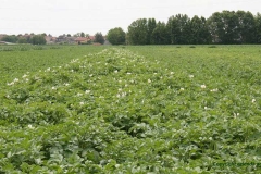 campo di patate