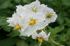 patate_fiori_bianchi