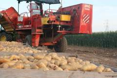 Raccolto patate 2019