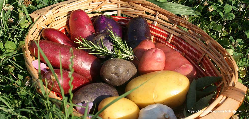 patata varietà rossa a polpa gialla