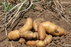 patate_ratte_2